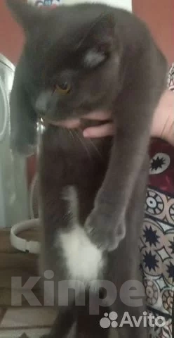 Кошки в Ханты-Мансийске: Шотландский прямоухий длинношёрстный, взрослый кот Мальчик, Бесплатно - фото 1