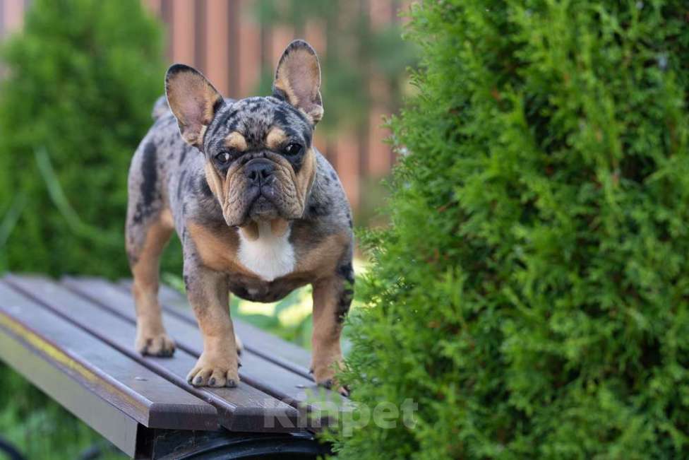 Собаки в других городах Московской области: Девочка Мерле Девочка, 70 000 руб. - фото 4