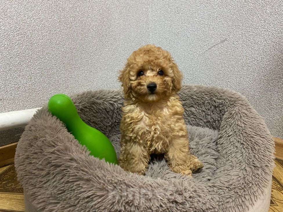 Собаки в Воронеже: Той-пудель  Мальчик, Бесплатно - фото 6