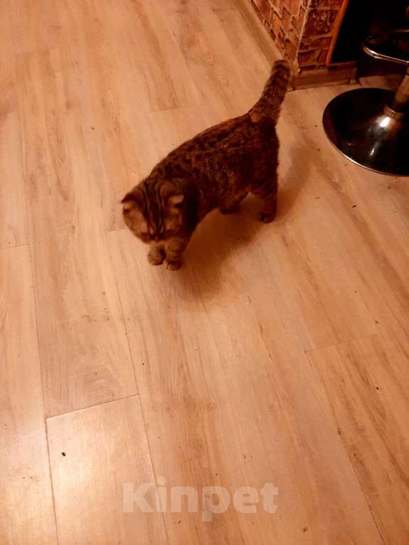 Кошки в других городах Московской области:  Продам кошку  Девочка, 10 000 руб. - фото 2