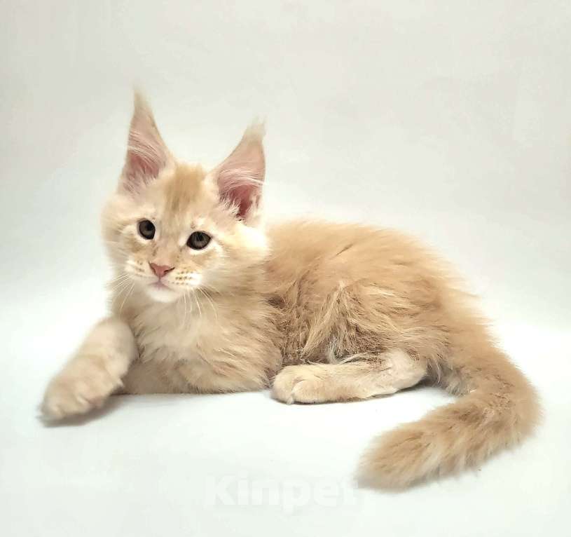 Кошки в Красногорске: Котенок мейн-кун  Мальчик, 60 000 руб. - фото 4