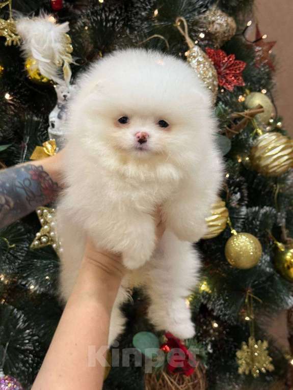 Собаки в Перми: Щенок померанского шпица Девочка, 60 000 руб. - фото 5