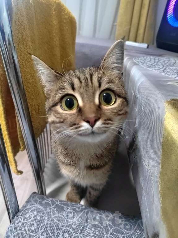 Кошки в Заволжске: Кошечка ищет любящую семью  Девочка, Бесплатно - фото 3