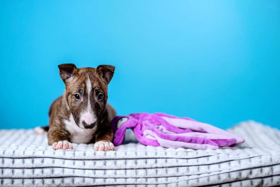 Собаки в Москве: Миниатюрный бультерьер Мальчик, 100 000 руб. - фото 2