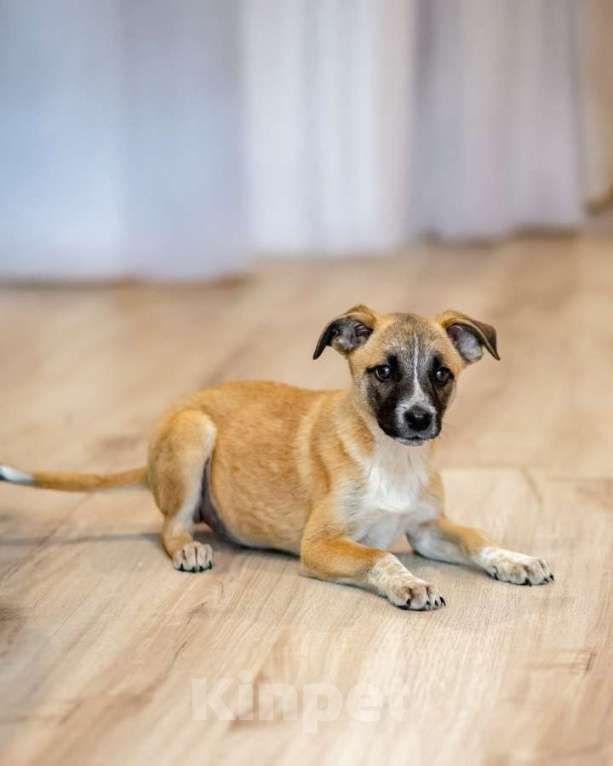 Кошки в Москве: Комочек ласки и нежности Лизи ищет дом. Девочка, Бесплатно - фото 1