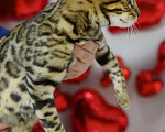 Кошки в Томске: Продаю бенгальского котенка Мальчик, Бесплатно - фото 4
