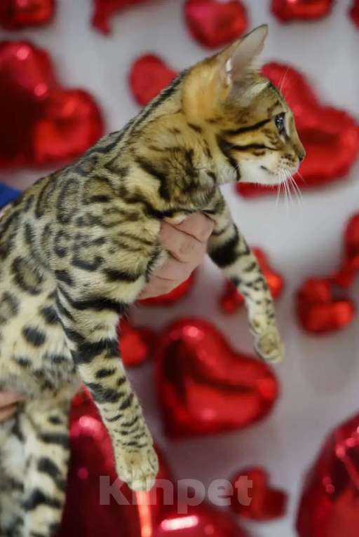 Кошки в Томске: Продаю бенгальского котенка Мальчик, Бесплатно - фото 4