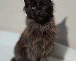 Кошки в Москве: Мейн-кун чёрный Мальчик, 50 000 руб. - фото 3