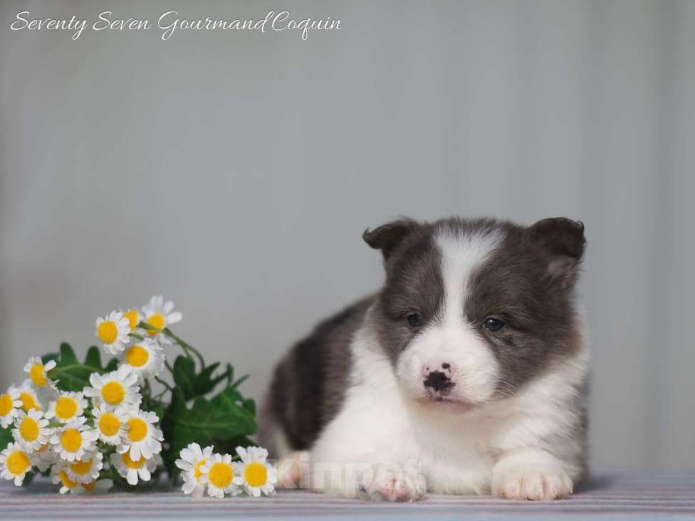 Собаки в Москве: Щенки бордер колли Разнополые, Бесплатно - фото 2
