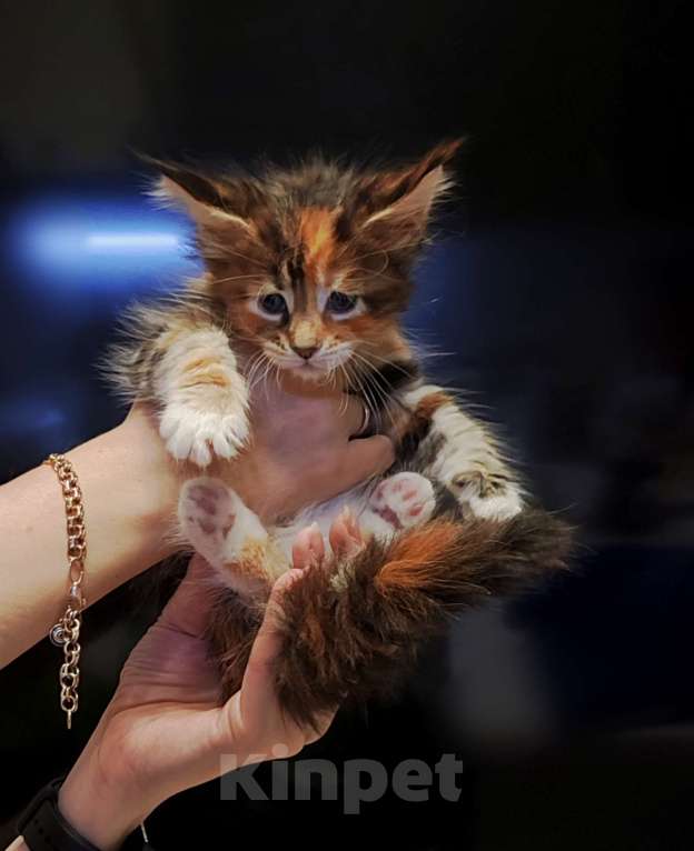 Кошки в Санкт-Петербурге: Котенок Мейн кун из питомника  Девочка, 60 000 руб. - фото 4