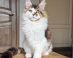 Кошки в Барнауле: Котенок мейн-куна Степа Мальчик, Бесплатно - фото 4