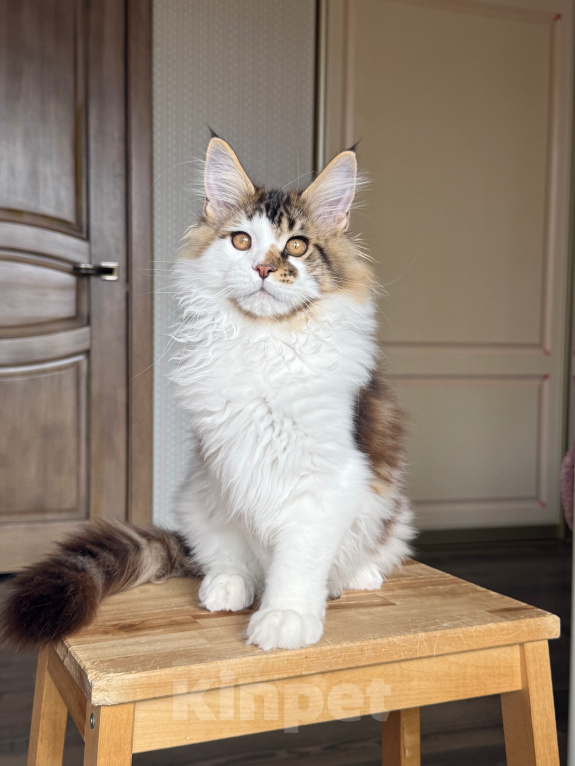 Кошки в Барнауле: Котенок мейн-куна Степа Мальчик, Бесплатно - фото 4