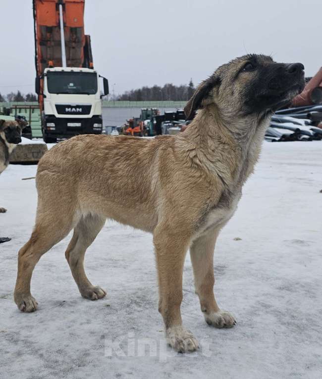 Собаки в Москве: щенку Лаки нужна семья Мальчик, Бесплатно - фото 9