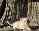 Кошки в Владивостоке: Bambie Мальчик, 65 000 руб. - фото 8