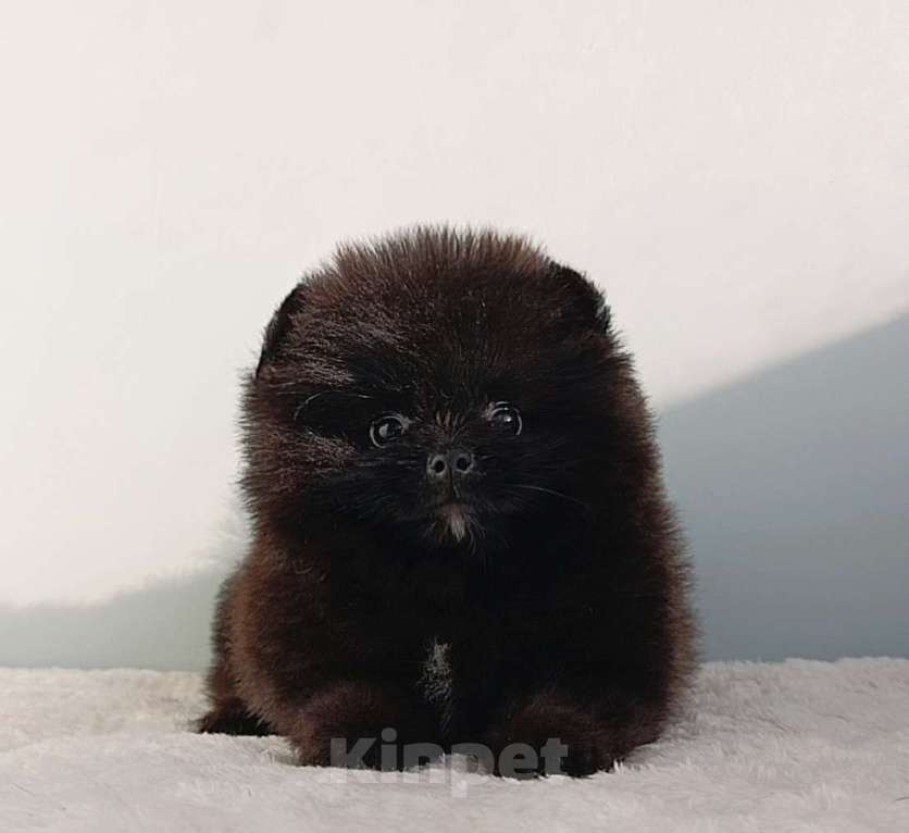 Собаки в Москве: Померанский шпиц черный мини мальчик Мальчик, 23 000 руб. - фото 4