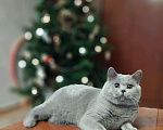 Кошки в Ульяновске: Британский котик Мальчик, 3 000 руб. - фото 5