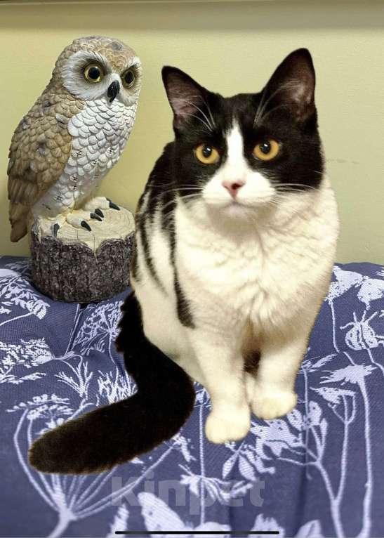 Кошки в Санкт-Петербурге: Кошечка подросток стерилизована Девочка, Бесплатно - фото 2