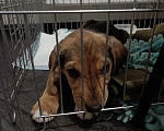 Собаки в Химках: Вислоухая девочка. Девочка, Бесплатно - фото 4
