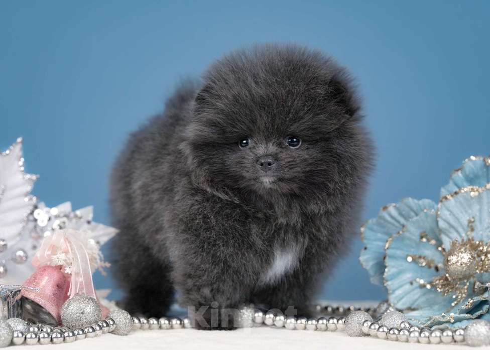 Собаки в Всеволожске: Померанский шпиц, девочка Девочка, 1 руб. - фото 1