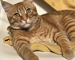 Кошки в Крымске: Пропал рыжий кот  Мальчик, 5 000 руб. - фото 1