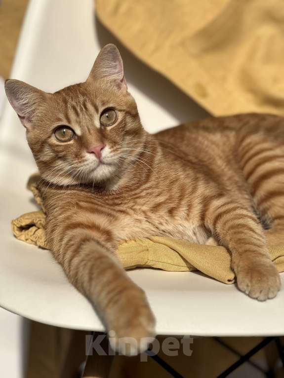 Кошки в Крымске: Пропал рыжий кот  Мальчик, 5 000 руб. - фото 1