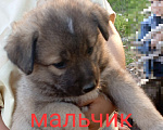 Собаки в Новошахтинске: Щенки в добрые руки Мальчик, Бесплатно - фото 3