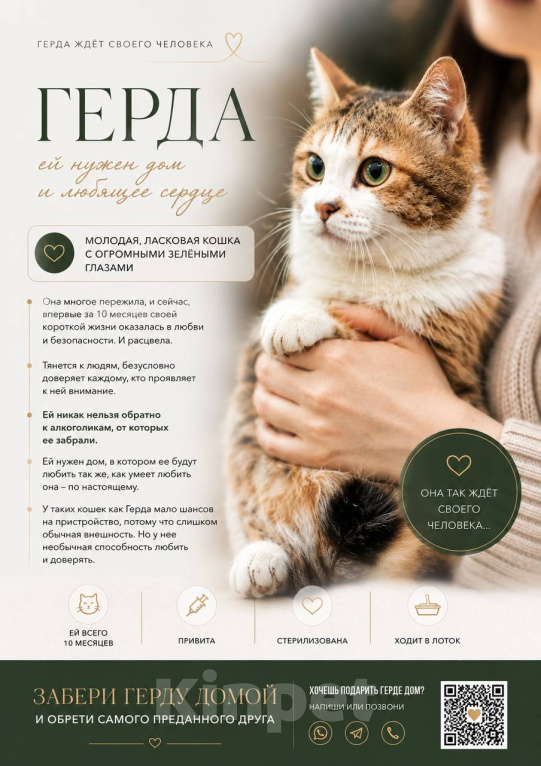 Кошки в Москве: Кошечка Герда ищет дом Девочка, 300 руб. - фото 1