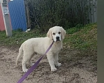 Собаки в Воронеже: Щенки золотистого ретривера Мальчик, 80 000 руб. - фото 1