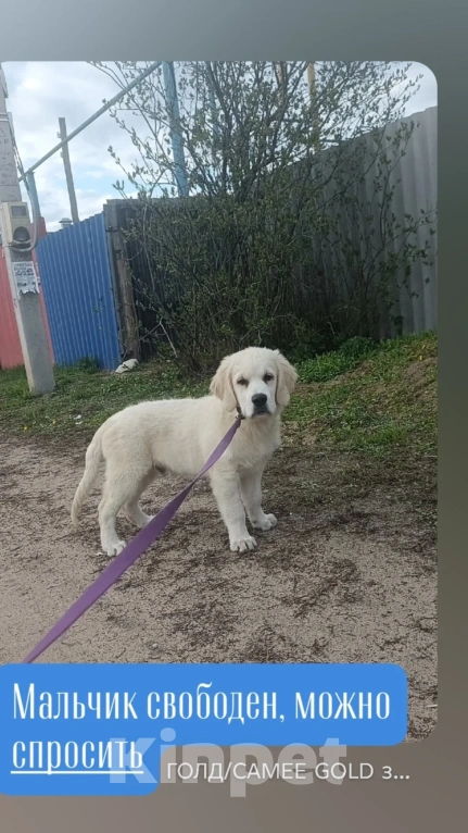 Собаки в Воронеже: Щенки золотистого ретривера Мальчик, 80 000 руб. - фото 1