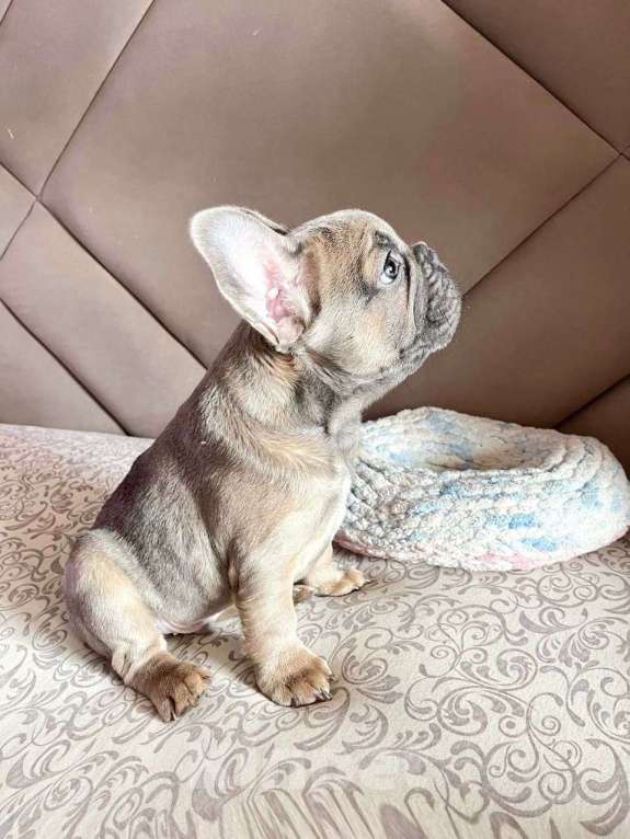 Собаки в Москве: Щенок французского бульдога (мальчик) Мальчик, 75 000 руб. - фото 4