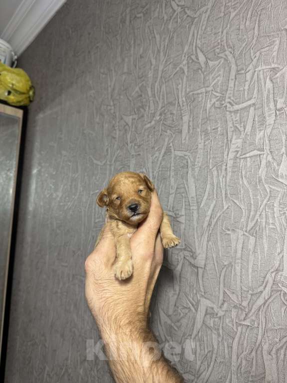 Собаки в Краснодаре: Той пудель Девочка, Бесплатно - фото 2