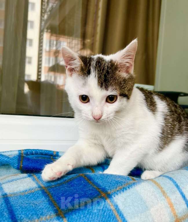 Кошки в Москве: Котенок Лазерь - лучистое счастье в добрые руки Мальчик, Бесплатно - фото 7