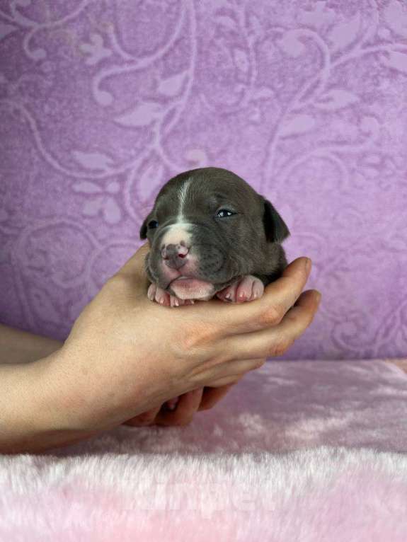 Собаки в Москве: Шикарная девочка амстаффа Девочка, 140 000 руб. - фото 1