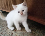 Кошки в Челябинске: Белый котенок Мальчик, Бесплатно - фото 3