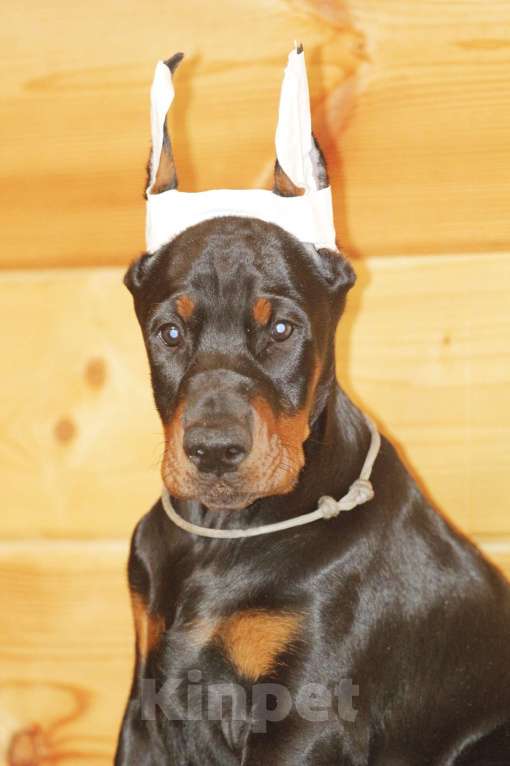 Собаки в других городах Ленинградской области: Щенок добермана Мальчик, 140 000 руб. - фото 1