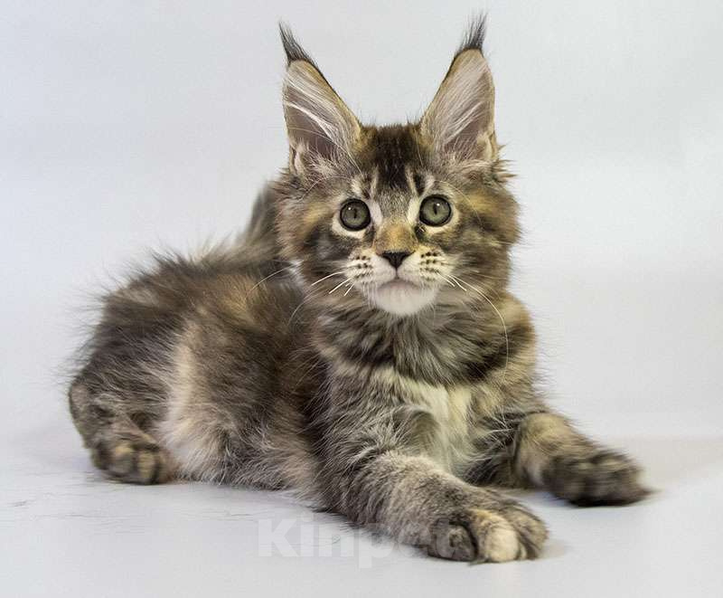 Кошки в Москве: Котенок Мейн Кун Девочка, Бесплатно - фото 2