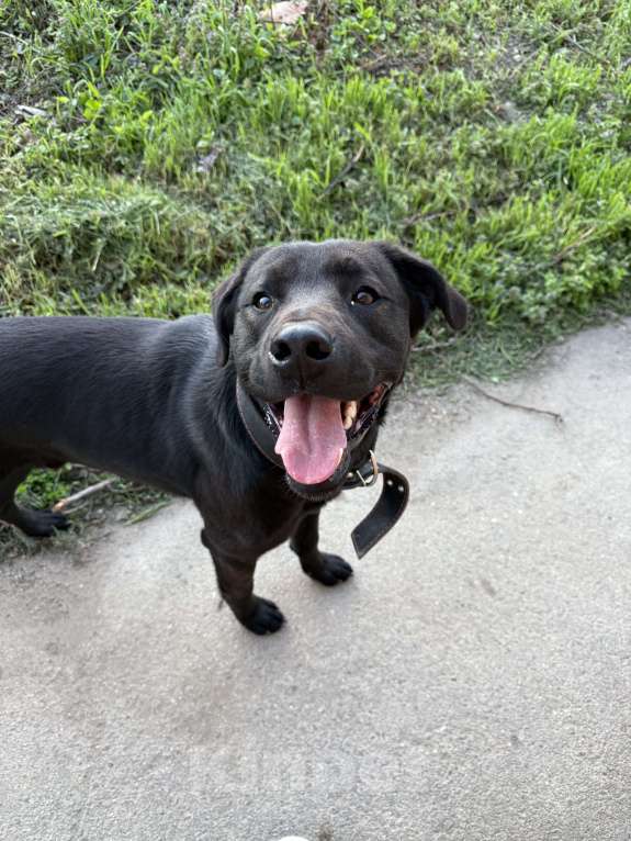 Собаки в Краснодаре: Найдена собака кабель Мальчик, Бесплатно - фото 2