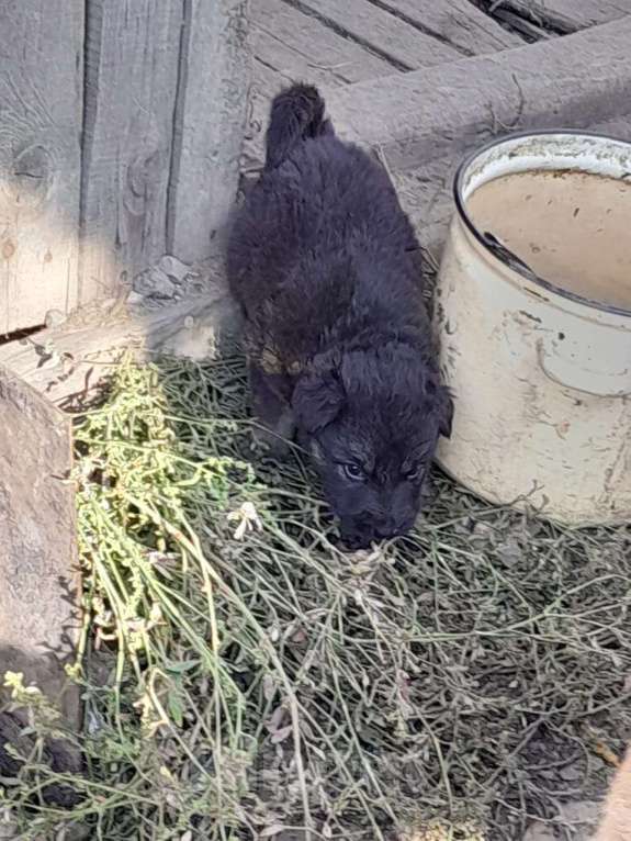 Собаки в Кемерово: Отдам щенят девочка Девочка, Бесплатно - фото 4