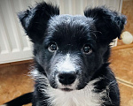 Собаки в Москве: Щенок Бордер колли девочка Девочка, 70 000 руб. - фото 1