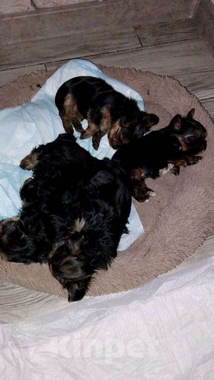 Собаки в Иркутске: Продам щенков йоркширского терьера Девочка, 18 000 руб. - фото 3
