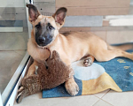 Собаки в Рязани: Щенок от небольшой собачки Девочка, Бесплатно - фото 2