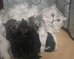 Кошки в Стародубе: Продаются котята, 2 000 руб. - фото 1