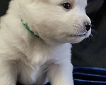 Собаки в Вологде: Щенки японского Мальчик, 60 000 руб. - фото 5