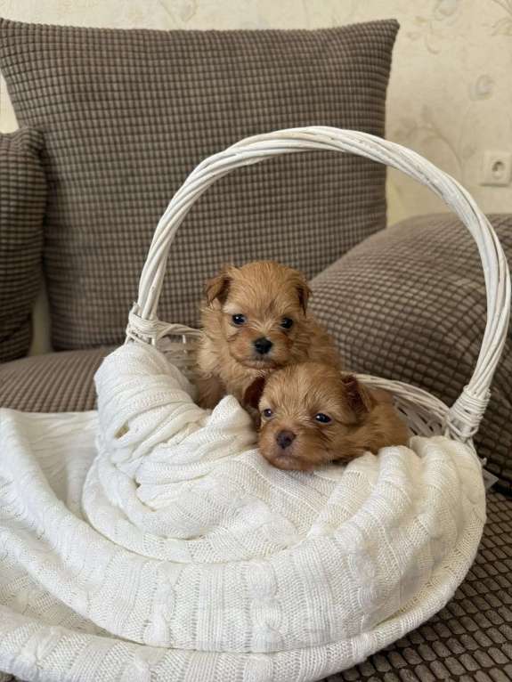 Собаки в Химках: Малыши мальтипу Девочка, 150 000 руб. - фото 1