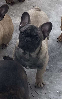 Шикарный мальчик французского бульдога