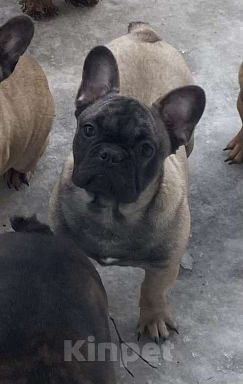 Собаки в Санкт-Петербурге: Шикарный мальчик французского бульдога Мальчик, 45 000 руб. - фото 1