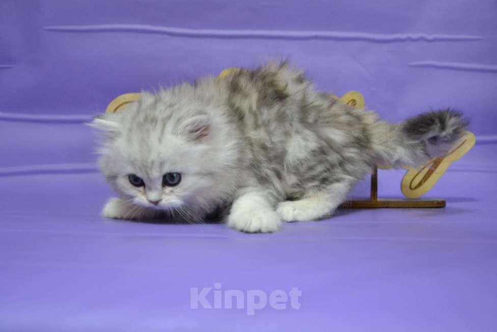 Кошки в Москве: Хайленд страйт мраморный мальчик Мальчик, 40 000 руб. - фото 5