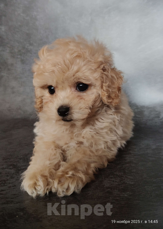 Собаки в Мытищах: Пушон Бетти Девочка, 200 000 руб. - фото 2