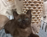 Кошки в Москве: Котенок Европейской Бурмы  Девочка, 60 000 руб. - фото 4