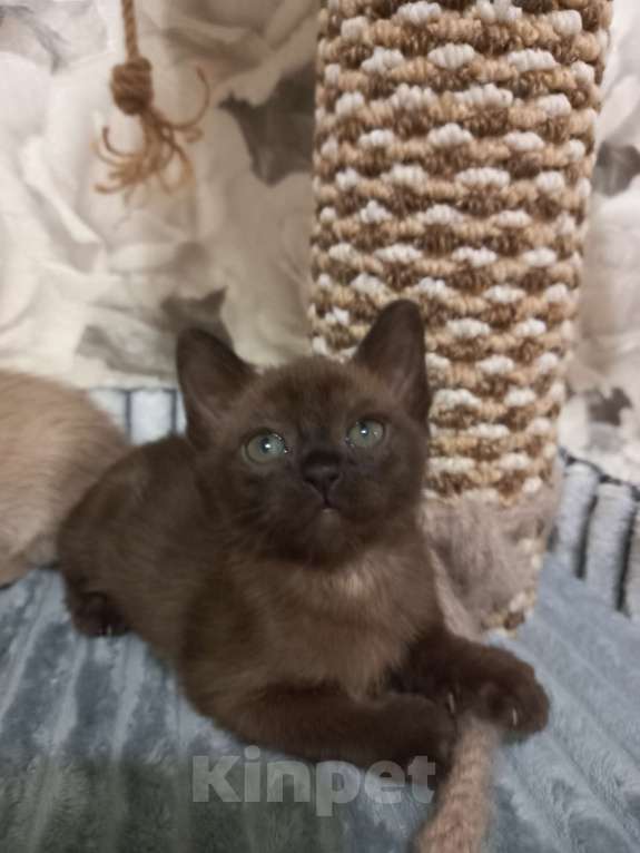 Кошки в Москве: Котенок Европейской Бурмы  Девочка, 60 000 руб. - фото 4